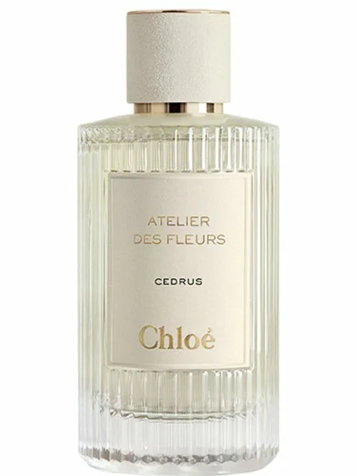 Cedrus Chloe